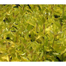 Дерен білий Ауреа | Cornus alba Aurea | Дерен белый Ауреа