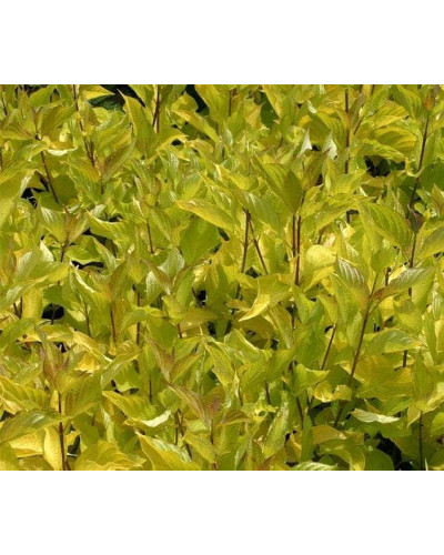 Дерен білий Ауреа | Cornus alba Aurea | Дерен белый Ауреа