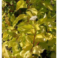 Дерен білий Ауреа | Cornus alba Aurea | Дерен белый Ауреа