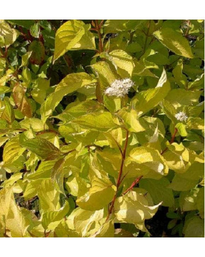 Дерен білий Ауреа | Cornus alba Aurea | Дерен белый Ауреа