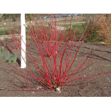 Дерен білий Ауреа | Cornus alba Aurea | Дерен белый Ауреа