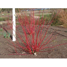 Дерен білий Ауреа | Cornus alba Aurea | Дерен белый Ауреа