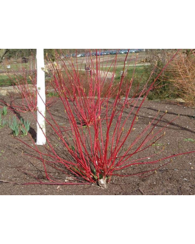 Дерен білий Ауреа | Cornus alba Aurea | Дерен белый Ауреа