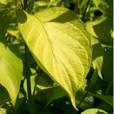 Дерен білий Ауреа | Cornus alba Aurea | Дерен белый Ауреа