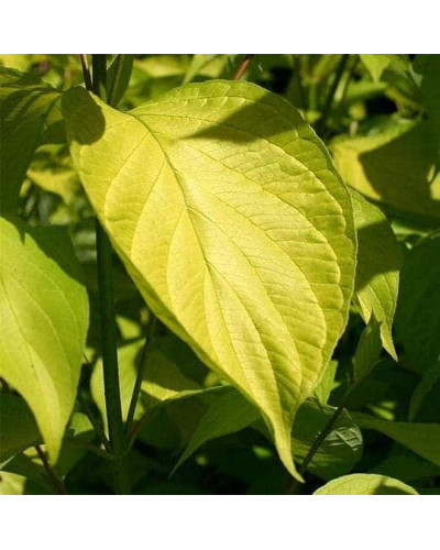 Дерен білий Ауреа | Cornus alba Aurea | Дерен белый Ауреа