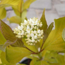Дерен білий Ауреа | Cornus alba Aurea | Дерен белый Ауреа