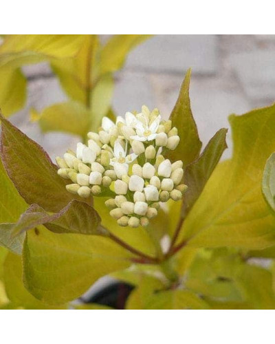 Дерен білий Ауреа | Cornus alba Aurea | Дерен белый Ауреа