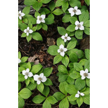 Дерен / Кизил канадський | Cornus canadensis | Дерен / Кизил канадский