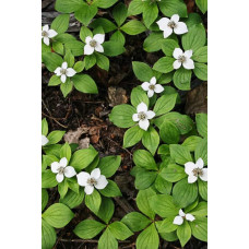 Дерен / Кизил канадський | Cornus canadensis | Дерен / Кизил канадский