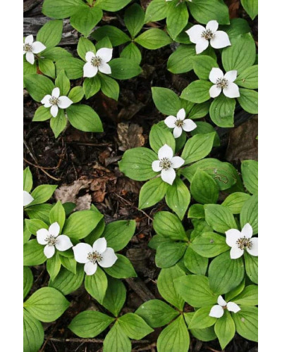 Дерен / Кизил канадський | Cornus canadensis | Дерен / Кизил канадский