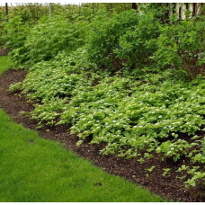 Дерен / Кизил канадський | Cornus canadensis | Дерен / Кизил канадский