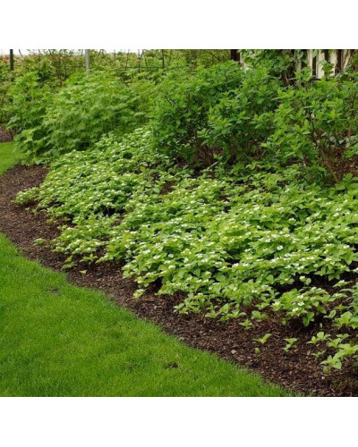 Дерен / Кизил канадський | Cornus canadensis | Дерен / Кизил канадский