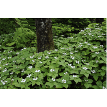 Дерен / Кизил канадський | Cornus canadensis | Дерен / Кизил канадский