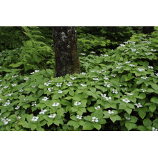 Дерен / Кизил канадський | Cornus canadensis | Дерен / Кизил канадский