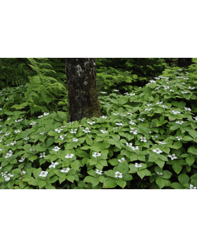 Дерен / Кизил канадський | Cornus canadensis | Дерен / Кизил канадский