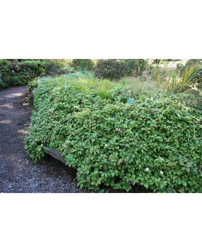 Дерен / Кизил канадський | Cornus canadensis | Дерен / Кизил канадский