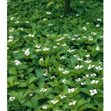 Дерен / Кизил канадський | Cornus canadensis | Дерен / Кизил канадский