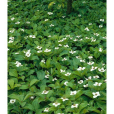 Дерен / Кизил канадський | Cornus canadensis | Дерен / Кизил канадский