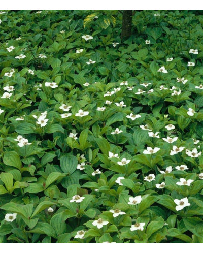 Дерен / Кизил канадський | Cornus canadensis | Дерен / Кизил канадский