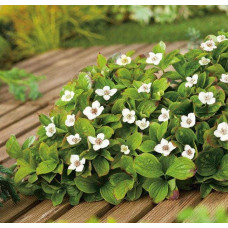 Дерен / Кизил канадський | Cornus canadensis | Дерен / Кизил канадский