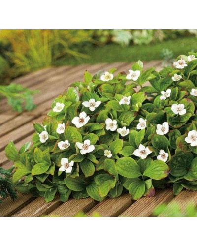Дерен / Кизил канадський | Cornus canadensis | Дерен / Кизил канадский