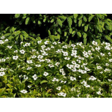 Дерен / Кизил канадський | Cornus canadensis | Дерен / Кизил канадский