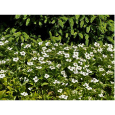 Дерен / Кизил канадський | Cornus canadensis | Дерен / Кизил канадский
