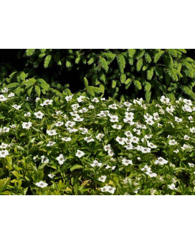 Дерен / Кизил канадський | Cornus canadensis | Дерен / Кизил канадский
