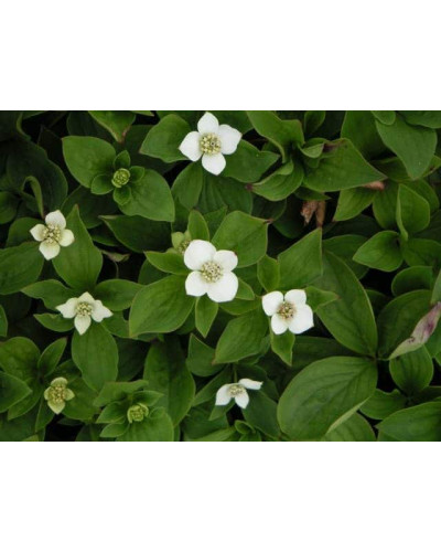 Дерен / Кизил канадський | Cornus canadensis | Дерен / Кизил канадский