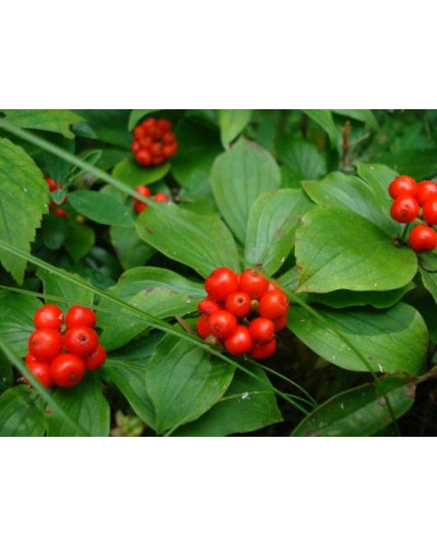 Дерен / Кизил канадський | Cornus canadensis | Дерен / Кизил канадский