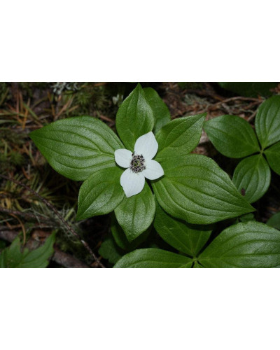 Дерен / Кизил канадський | Cornus canadensis | Дерен / Кизил канадский