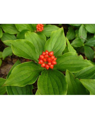 Дерен / Кизил канадський | Cornus canadensis | Дерен / Кизил канадский