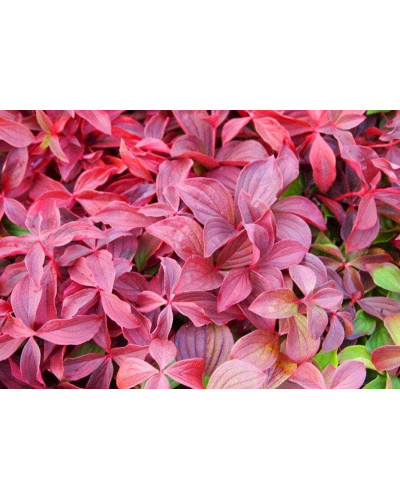 Дерен / Кизил канадський | Cornus canadensis | Дерен / Кизил канадский