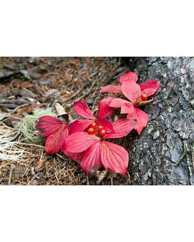Дерен / Кизил канадський | Cornus canadensis | Дерен / Кизил канадский