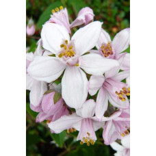 Дейція гібридна Монт Роуз | Deutzia hybrida Mont RoseДейция гибридная Монт Роуз | Deutzia hybrida Mont Rose