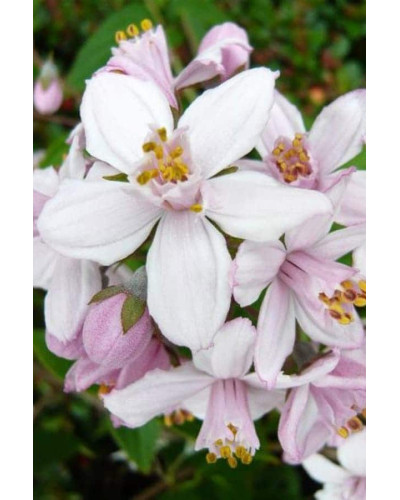 Дейція гібридна Монт Роуз | Deutzia hybrida Mont RoseДейция гибридная Монт Роуз | Deutzia hybrida Mont Rose