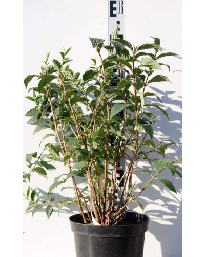 Дейція гібридна Монт Роуз | Deutzia hybrida Mont RoseДейция гибридная Монт Роуз | Deutzia hybrida Mont Rose