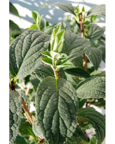 Дейція гібридна Монт Роуз | Deutzia hybrida Mont RoseДейция гибридная Монт Роуз | Deutzia hybrida Mont Rose