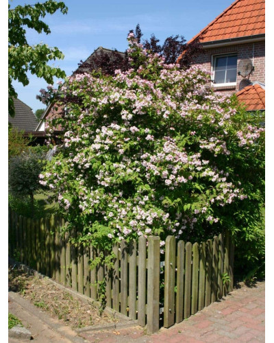 Дейція гібридна Монт Роуз | Deutzia hybrida Mont RoseДейция гибридная Монт Роуз | Deutzia hybrida Mont Rose