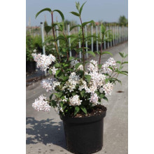 Дейція гібридна Монт Роуз | Deutzia hybrida Mont RoseДейция гибридная Монт Роуз | Deutzia hybrida Mont Rose