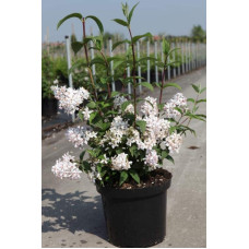 Дейція гібридна Монт Роуз | Deutzia hybrida Mont RoseДейция гибридная Монт Роуз | Deutzia hybrida Mont Rose