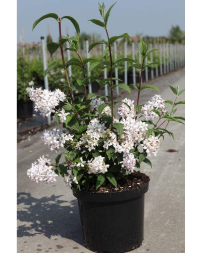 Дейція гібридна Монт Роуз | Deutzia hybrida Mont RoseДейция гибридная Монт Роуз | Deutzia hybrida Mont Rose