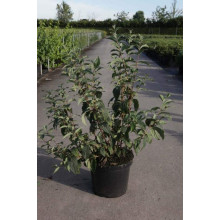 Дейція гібридна Монт Роуз | Deutzia hybrida Mont RoseДейция гибридная Монт Роуз | Deutzia hybrida Mont Rose