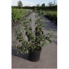 Дейція гібридна Монт Роуз | Deutzia hybrida Mont RoseДейция гибридная Монт Роуз | Deutzia hybrida Mont Rose
