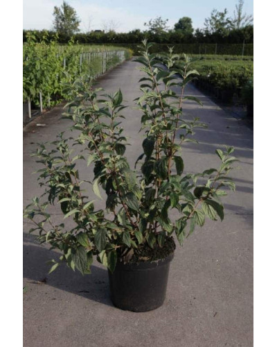 Дейція гібридна Монт Роуз | Deutzia hybrida Mont RoseДейция гибридная Монт Роуз | Deutzia hybrida Mont Rose
