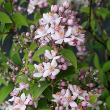 Дейція гібридна Монт Роуз | Deutzia hybrida Mont RoseДейция гибридная Монт Роуз | Deutzia hybrida Mont Rose