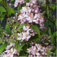 Дейція гібридна Монт Роуз | Deutzia hybrida Mont RoseДейция гибридная Монт Роуз | Deutzia hybrida Mont Rose