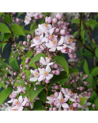 Дейція гібридна Монт Роуз | Deutzia hybrida Mont RoseДейция гибридная Монт Роуз | Deutzia hybrida Mont Rose