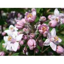 Дейція гібридна Монт Роуз | Deutzia hybrida Mont RoseДейция гибридная Монт Роуз | Deutzia hybrida Mont Rose