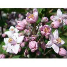 Дейція гібридна Монт Роуз | Deutzia hybrida Mont RoseДейция гибридная Монт Роуз | Deutzia hybrida Mont Rose